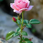 Gasthuis Rosa Acqualagna