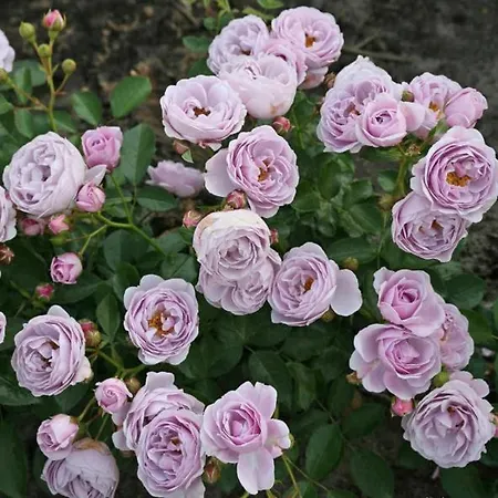Gæstehus Rosa *