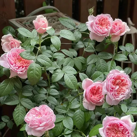 Rosa Гостевой дом *